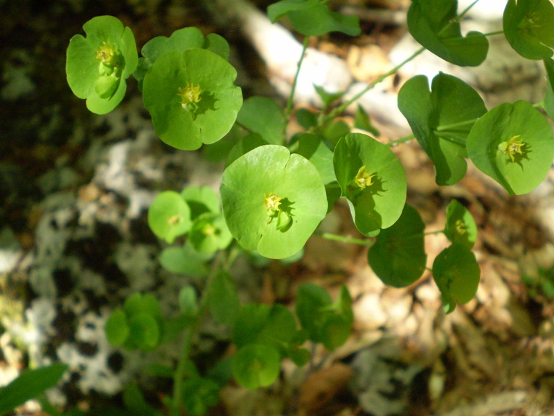 Euphorbia amygdaloides